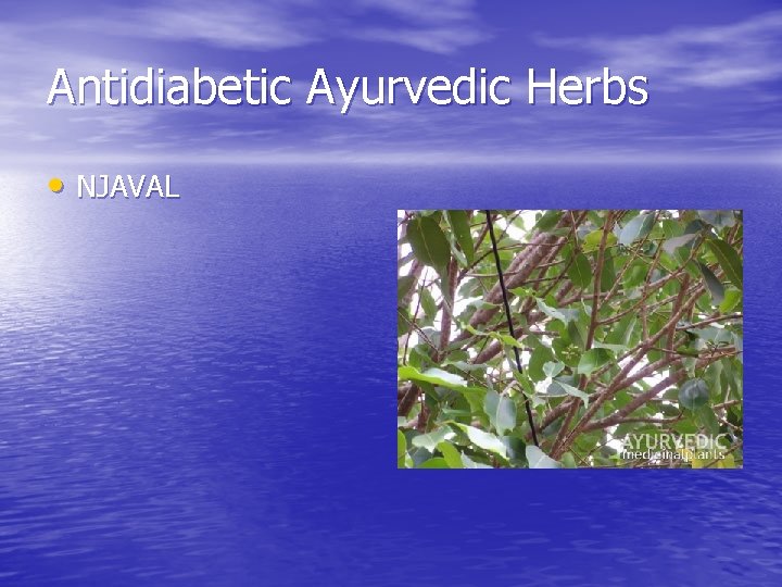 Antidiabetic Ayurvedic Herbs • NJAVAL 