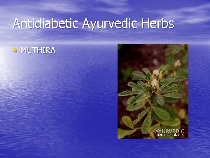 Antidiabetic Ayurvedic Herbs • MUTHIRA 