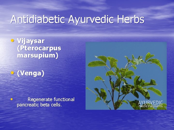 Antidiabetic Ayurvedic Herbs • Vijaysar (Pterocarpus marsupium) • (Venga) • Regenerate functional pancreatic beta