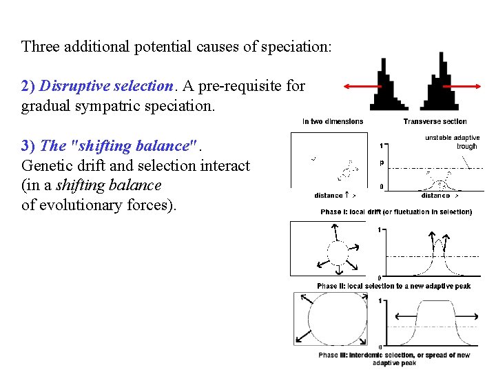 Three additional potential causes of speciation: 2) Disruptive selection. A pre-requisite for gradual sympatric