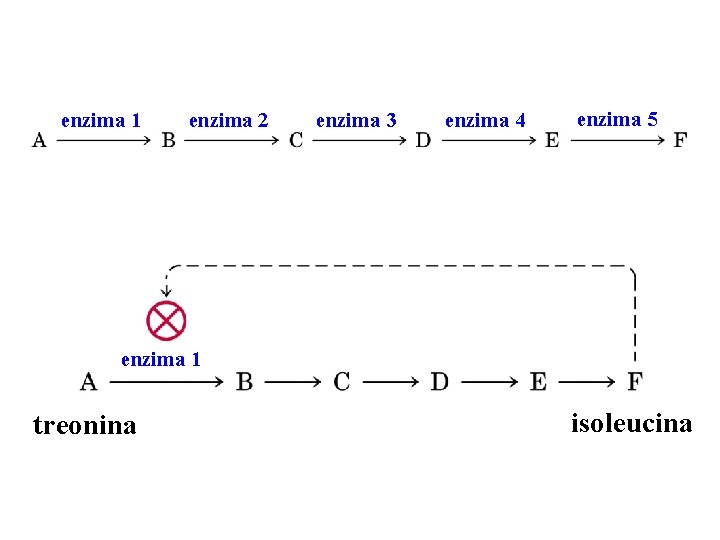 enzima 1 enzima 2 enzima 3 enzima 4 enzima 5 enzima 1 treonina isoleucina