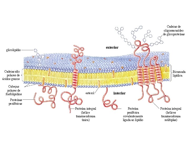 Cadeias de oligossacarídeo de glicoproteínas exterior glicolipídio Cadeias não polares de ácidos graxos Cabeças