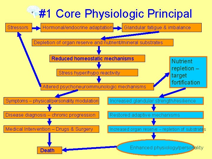 #1 Core Physiologic Principal Stressors Hormonal/endocrine adaptation Glandular fatigue & imbalance Depletion of organ