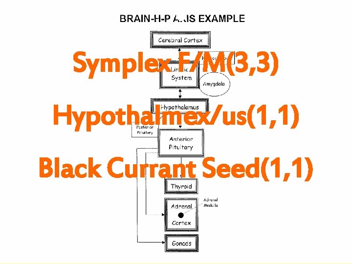 Symplex F/M(3, 3) Hypothalmex/us(1, 1) Black Currant Seed(1, 1) 