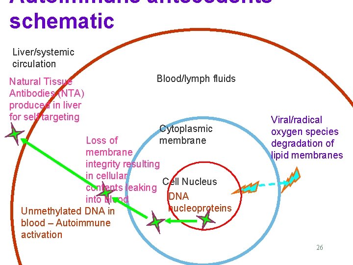 Autoimmune antecedents schematic Liver/systemic circulation Natural Tissue Antibodies (NTA) produced in liver for self