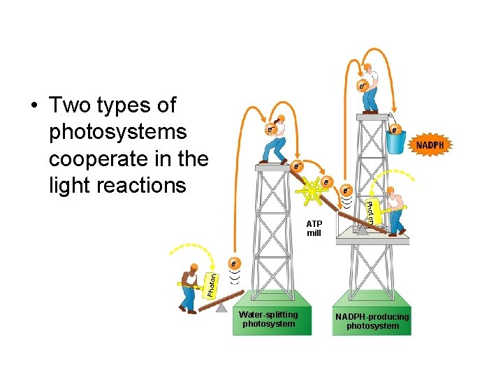  • Two types of photosystems cooperate in the light reactions Photon ATP mill