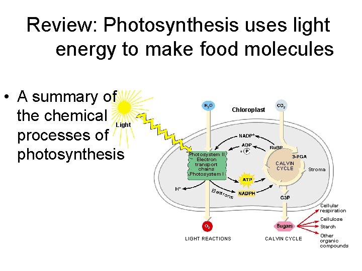 Review: Photosynthesis uses light energy to make food molecules • A summary of the
