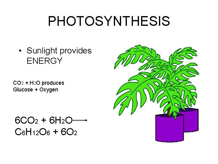 PHOTOSYNTHESIS • Sunlight provides ENERGY CO 2 + H 2 O produces Glucose +