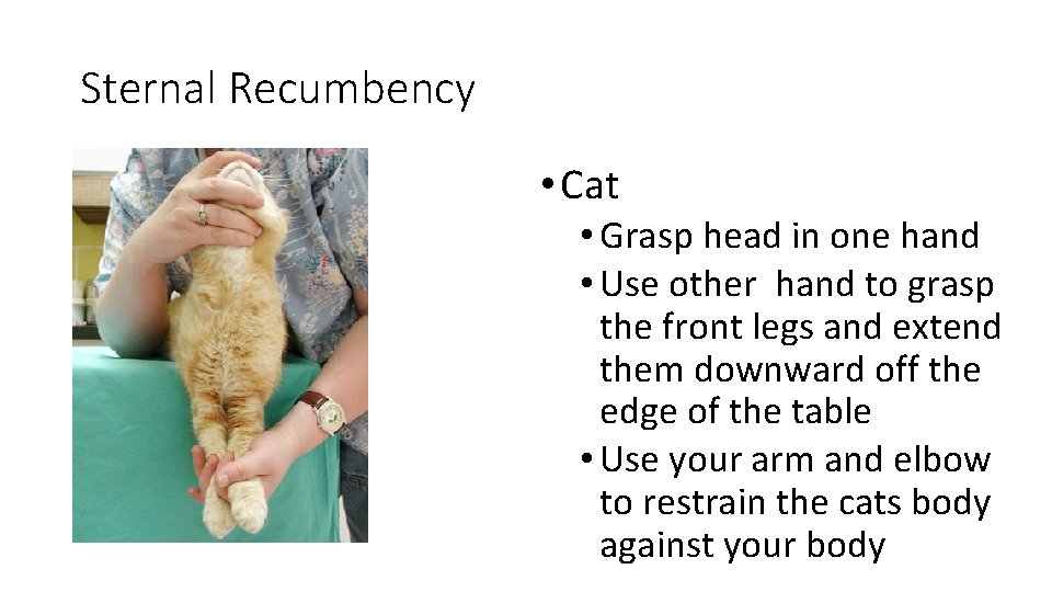 Sternal Recumbency • Cat • Grasp head in one hand • Use other hand