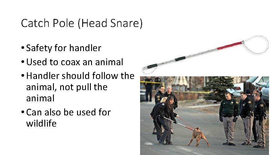 Catch Pole (Head Snare) • Safety for handler • Used to coax an animal