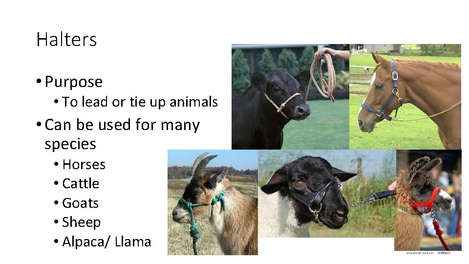 Halters • Purpose • To lead or tie up animals • Can be used