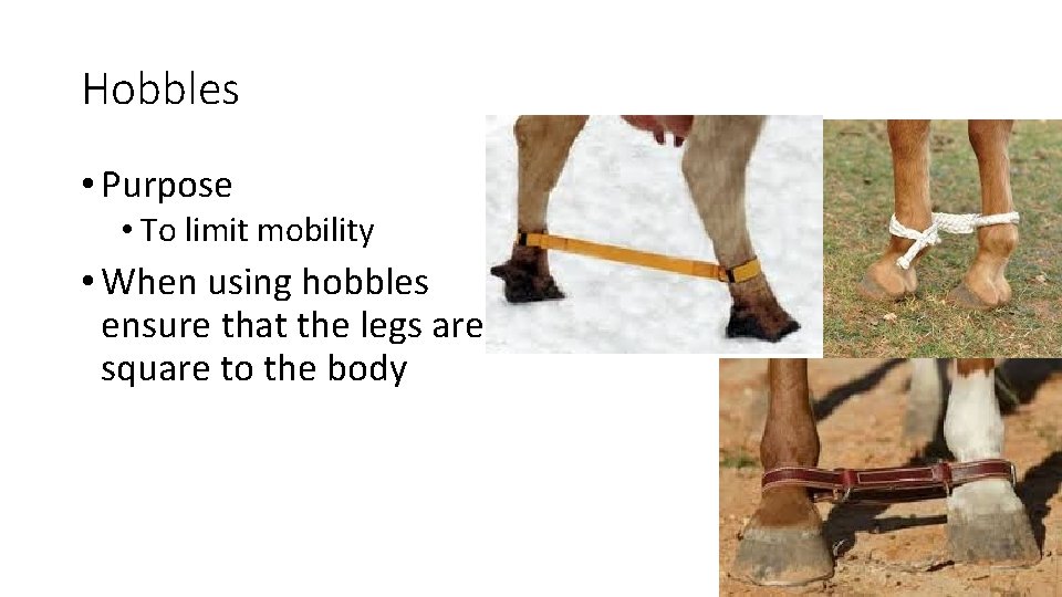 Hobbles • Purpose • To limit mobility • When using hobbles ensure that the
