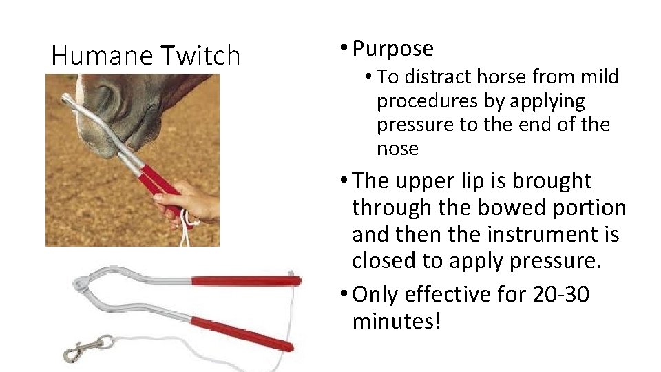 Humane Twitch • Purpose • To distract horse from mild procedures by applying pressure