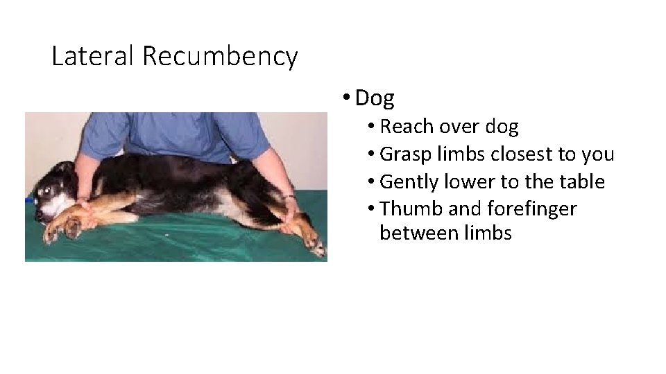 Handling and Restraint Vet Science Ms Bly Behavior