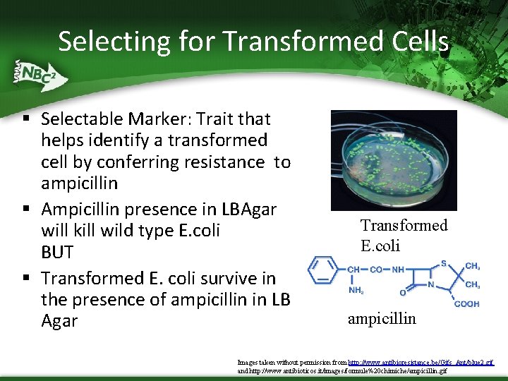 Selecting for Transformed Cells § Selectable Marker: Trait that helps identify a transformed cell