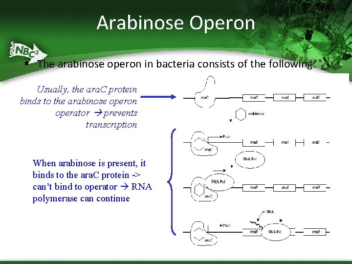 Arabinose Operon § The arabinose operon in bacteria consists of the following: Usually, the
