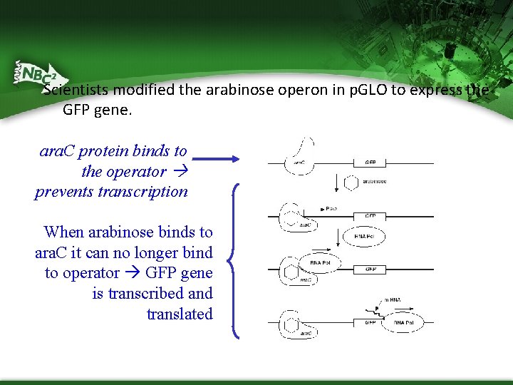 Scientists modified the arabinose operon in p. GLO to express the GFP gene. ara.