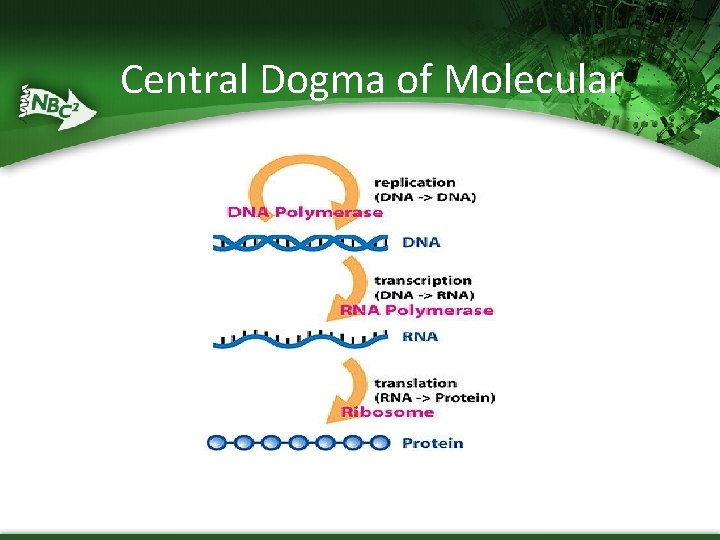 Central Dogma of Molecular Biology 