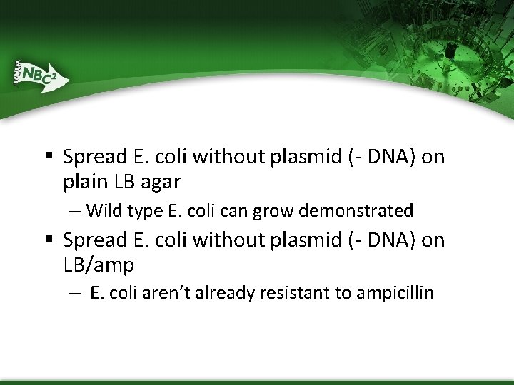 Controls § Spread E. coli without plasmid (- DNA) on plain LB agar –