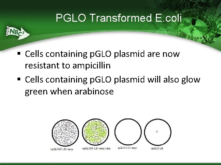 PGLO Transformed E. coli § Cells containing p. GLO plasmid are now resistant to