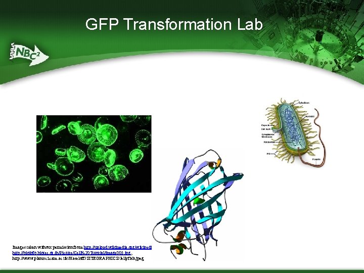 GFP Transformation Lab Images taken without permission from http: //upload. wikimedia. org/wikipedia/de/4/4 d/Protein_GFP_1 EMA.