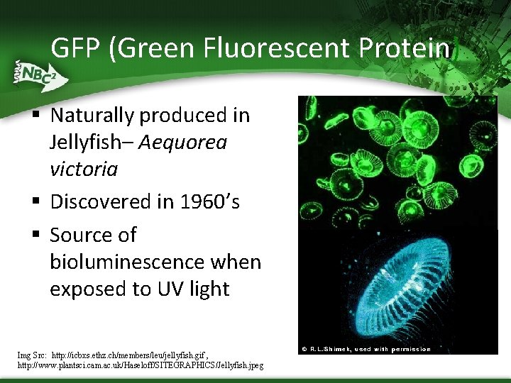 GFP (Green Fluorescent Protein) § Naturally produced in Jellyfish– Aequorea victoria § Discovered in