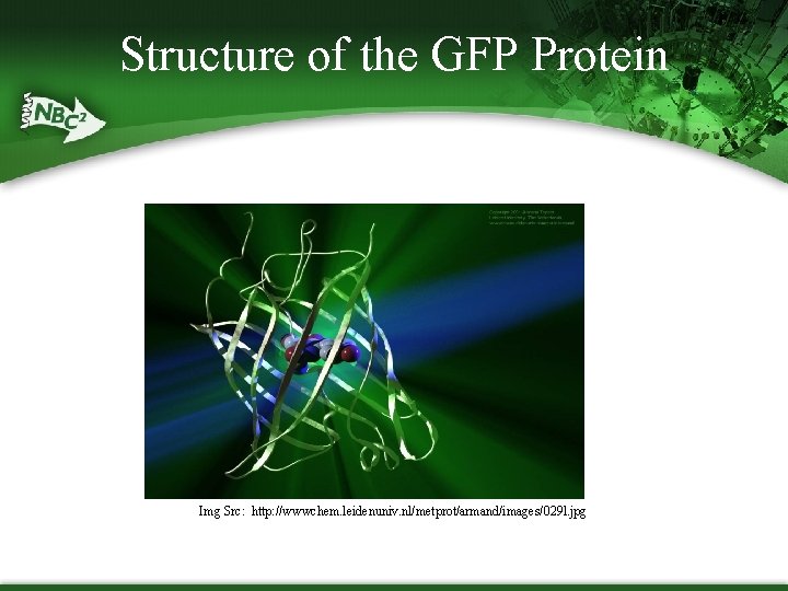 Structure of the GFP Protein Img Src: http: //wwwchem. leidenuniv. nl/metprot/armand/images/029 l. jpg 