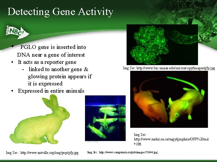 Detecting Gene Activity • PGLO gene is inserted into DNA near a gene of