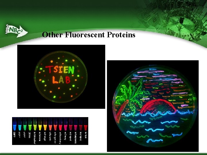 Other Fluorescent Proteins 