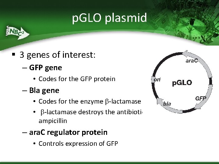 p. GLO plasmid § 3 genes of interest: – GFP gene • Codes for