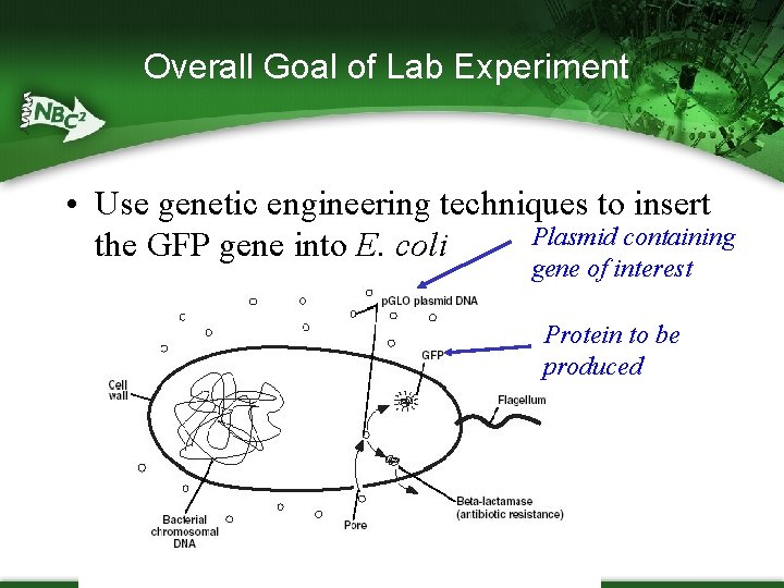 Overall Goal of Lab Experiment • Use genetic engineering techniques to insert Plasmid containing