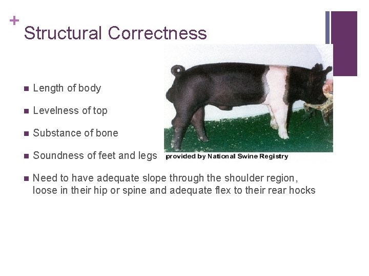 + Structural Correctness n Length of body n Levelness of top n Substance of