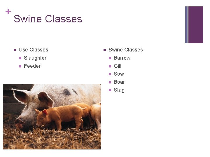 + Swine Classes n Use Classes n Swine Classes n Slaughter n Barrow n