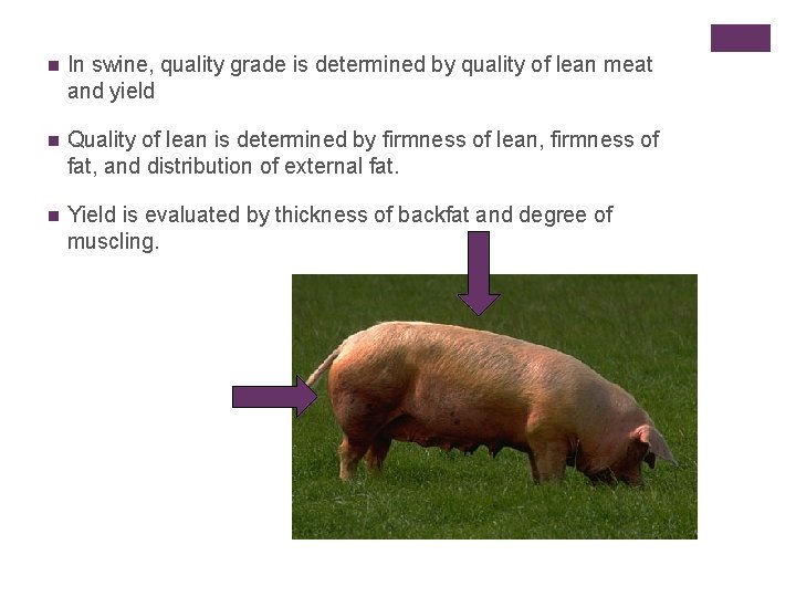 n In swine, quality grade is determined by quality of lean meat and yield