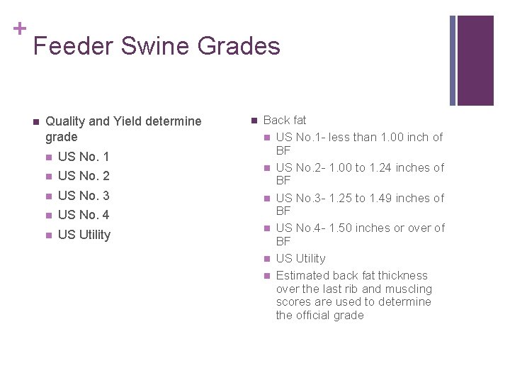 + Feeder Swine Grades n Quality and Yield determine grade n US No. 1