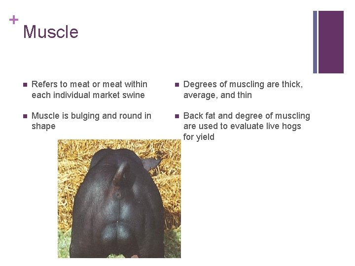 + Muscle n Refers to meat or meat within each individual market swine n
