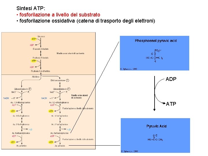 Sintesi ATP: • fosforilazione a livello del substrato • fosforilazione ossidativa (catena di trasporto