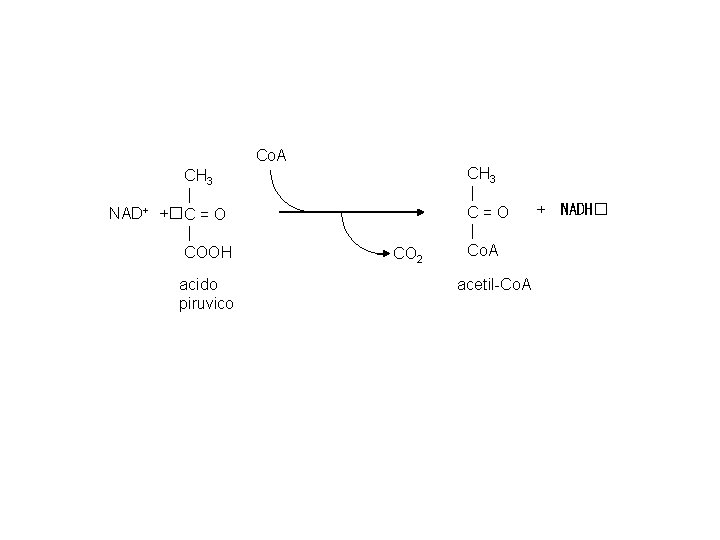 Co. A CH 3 C=O NAD+ +�C = O COOH acido piruvico CO 2