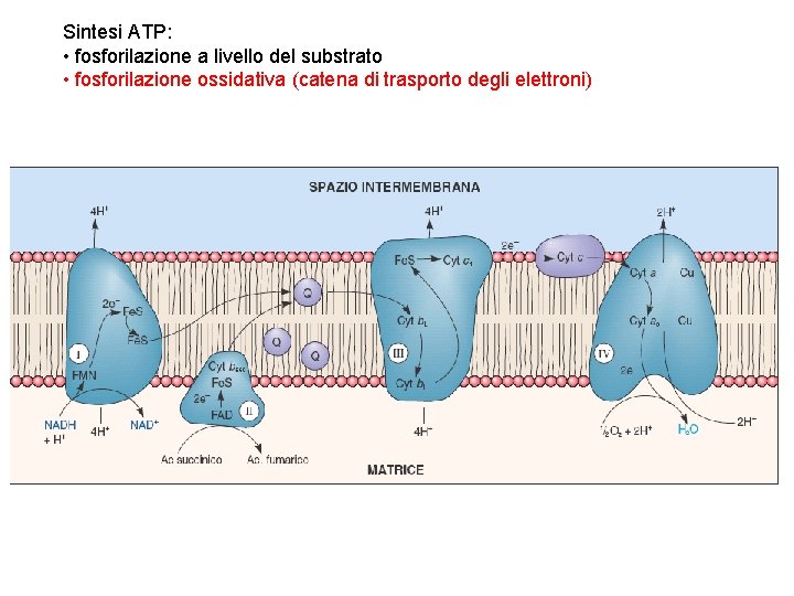 Sintesi ATP: • fosforilazione a livello del substrato • fosforilazione ossidativa (catena di trasporto