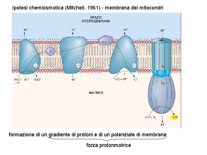 Ipotesi chemiosmotica (Mitchell, 1961) - membrana dei mitocondri formazione di un gradiente di protoni