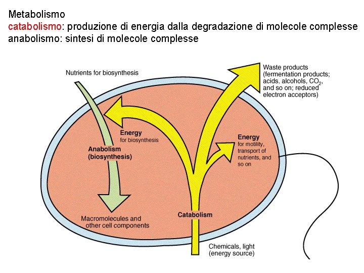 Metabolismo catabolismo: produzione di energia dalla degradazione di molecole complesse anabolismo: sintesi di molecole