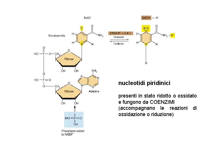 nucleotidi piridinici presenti in stato ridotto o ossidato e fungono da COENZIMI (accompagnano le