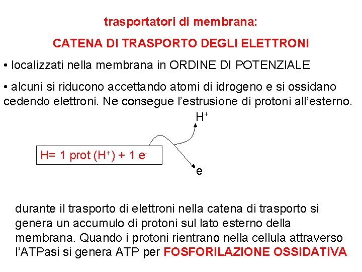trasportatori di membrana: CATENA DI TRASPORTO DEGLI ELETTRONI • localizzati nella membrana in ORDINE