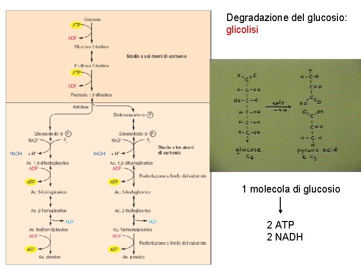 Degradazione del glucosio: glicolisi 1 molecola di glucosio 2 ATP 2 NADH 