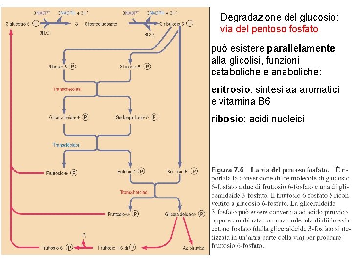 Degradazione del glucosio: via del pentoso fosfato può esistere parallelamente alla glicolisi, funzioni cataboliche