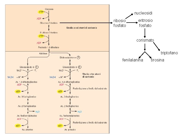 nucleosidi ribosio fosfato eritrosio fosfato corismato triptofano fenilalanina tirosina 