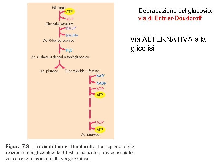 Degradazione del glucosio: via di Entner-Doudoroff via ALTERNATIVA alla glicolisi 