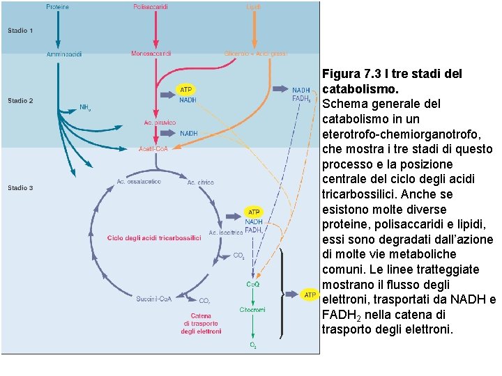 Figura 7. 3 I tre stadi del catabolismo. Schema generale del catabolismo in un