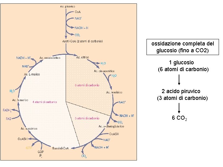 ossidazione completa del glucosio (fino a CO 2) 1 glucosio (6 atomi di carbonio)