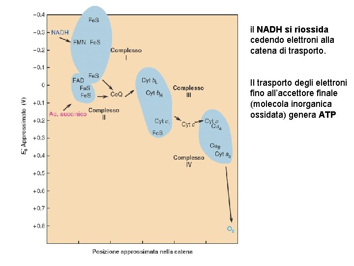 il NADH si riossida cedendo elettroni alla catena di trasporto. Il trasporto degli elettroni